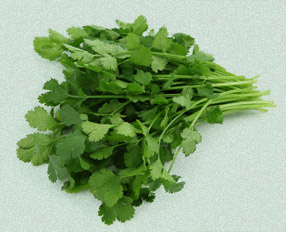 Coriander