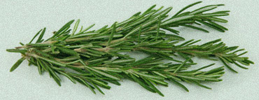 Rosemary